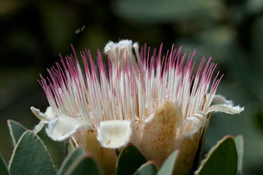 protea